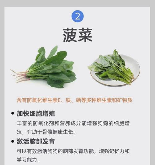 雪纳瑞受孕期的饮食指南（为您的雪纳瑞提供健康的营养饮食）