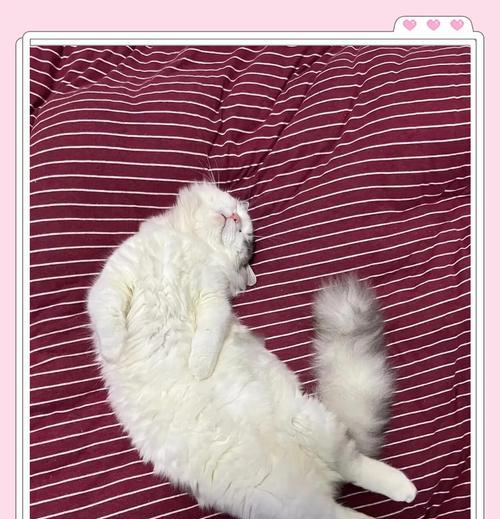 如何找回走丢的猫咪？（以下15个方法必做，找回可能性非常大）