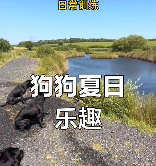 带狗游泳的注意事项（让你和宠物一起享受夏日清凉的安全要点）