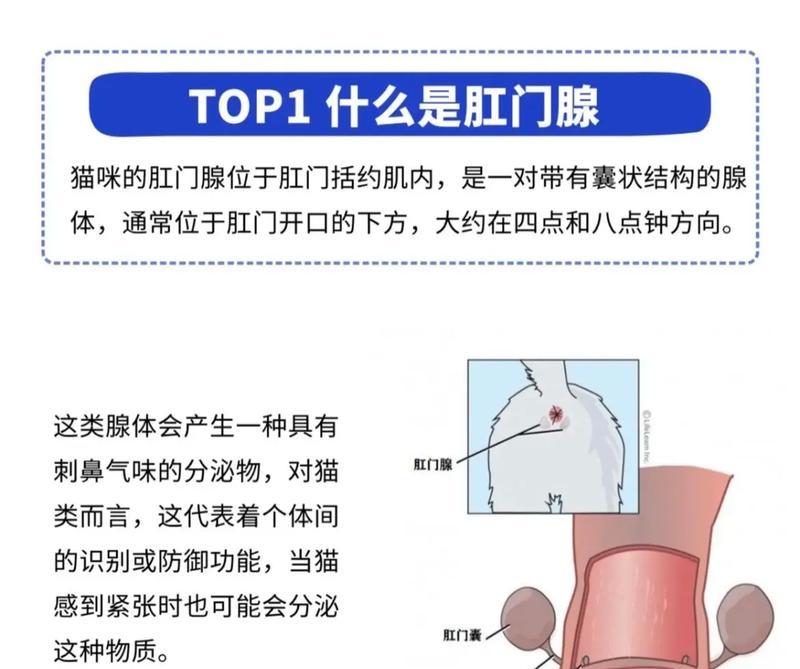 猫的肛门腺挤压频率与健康关系解析（肛门腺挤压对猫咪健康的重要性和正确操作方法）