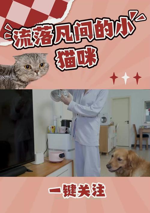 金毛幼犬喂养频率及奶粉选择（了解金毛幼犬喂奶的最佳时机和奶粉种类）