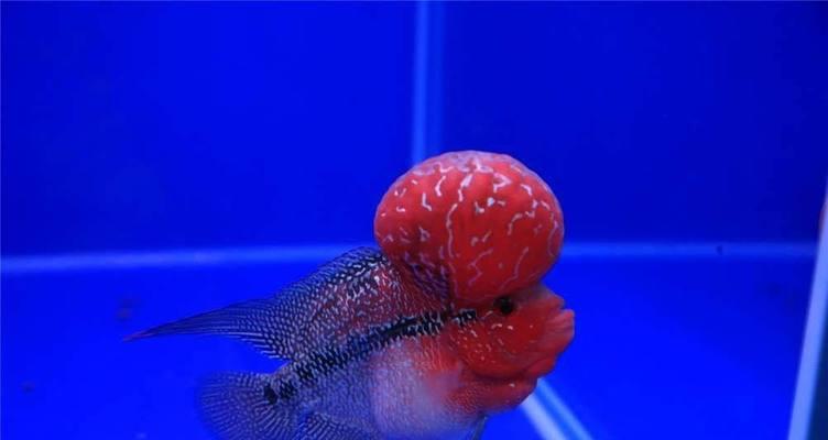 罗汉鱼常见品种及经验分享（探索罗汉鱼的多样世界，分享养殖心得）