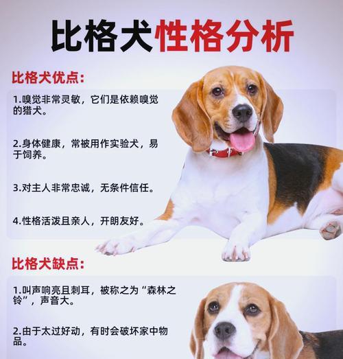 如何照顾比格幼犬？五要点让你成为贴心主人！