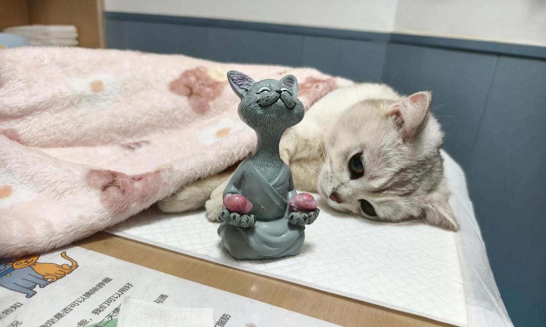 以猫生完多久绝育为主题的综合讨论（科学定时绝育，关爱宠物健康）
