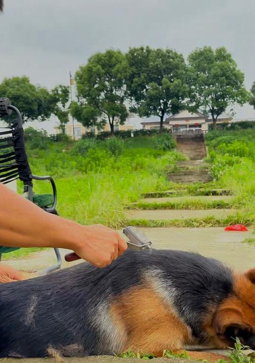 如何正确给哈士奇梳毛？（了解哈士奇的毛发特点及梳毛频率，让你的宠物更健康舒适）