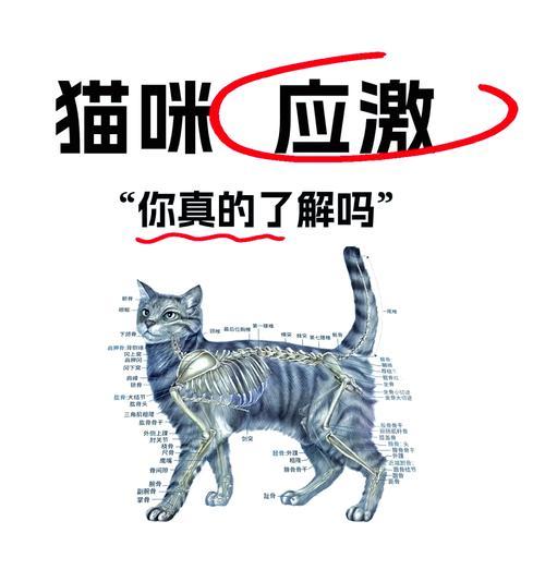 猫咪的应激反应及应对方法（探究猫咪常见的7种应激反应，帮助主人更好地应对猫咪的压力）