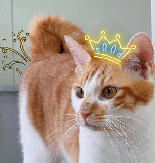 雪山猫粮软便多久？（了解软便原因，保持猫咪健康。）
