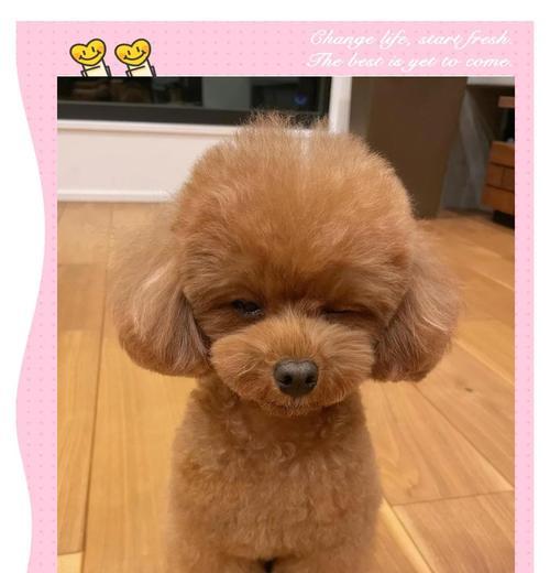如何让你的泰迪犬拥有健康的身体（养护技巧和饮食建议帮助你的宠物保持健康）