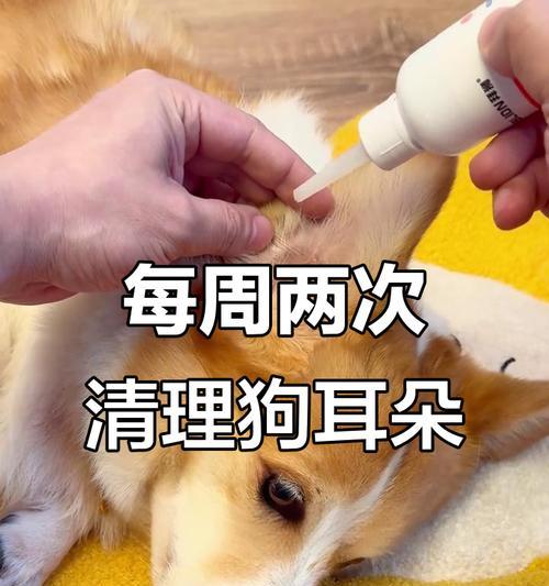 如何正确护理比熊耳部清洁（比熊耳部清洁的必要性及具体操作技巧）