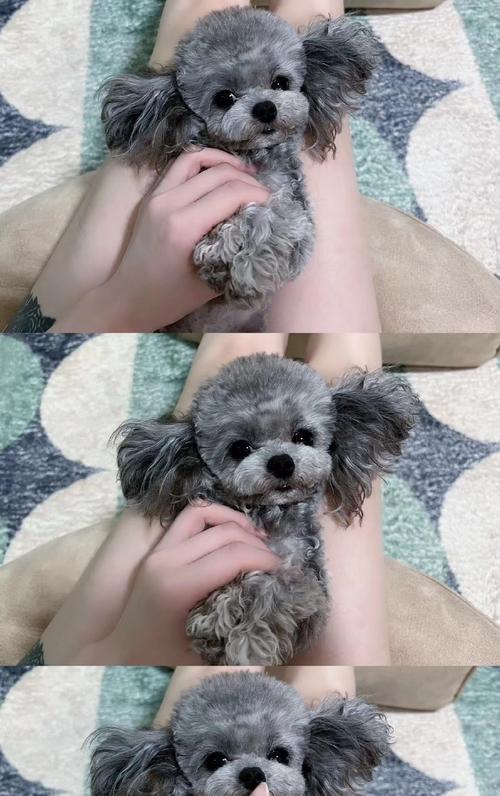 贵宾犬的人类行为模仿能力（揭秘贵宾犬以人类为榜样的6个行为）
