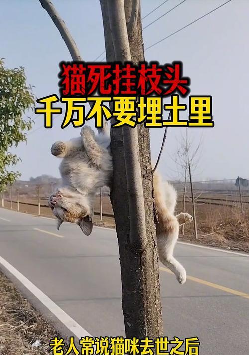 探秘猫咪（揭秘猫咪奇特属性与神秘传说）