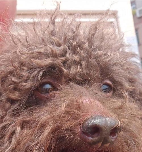 狗狗产后多久能洗澡？（了解适宜的时间和注意事项，给狗宝宝一个健康的起点）