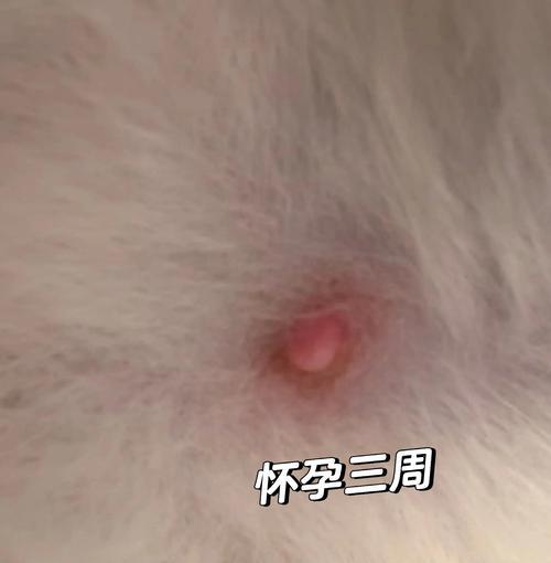 母猫怀孕多久？（探秘母猫孕育新生命的时间）