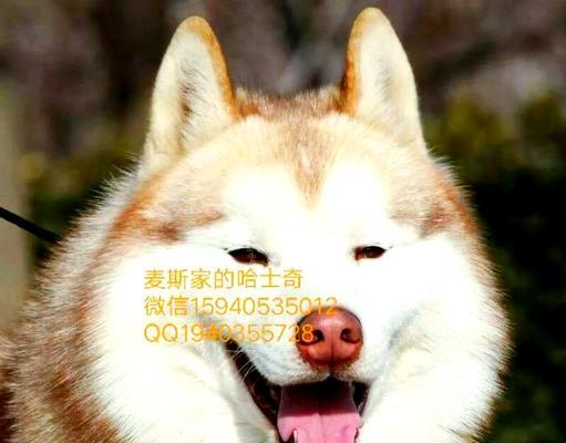 哈士奇（探究哈士奇狗狗成长的时间周期及关键因素）