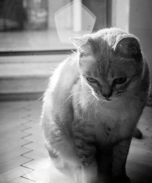 猫咪抑郁症的症状及预防措施（了解猫咪抑郁症的表现以及如何帮助它们恢复正常心态）