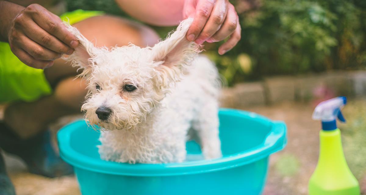 以巴哥犬的洗澡频率及注意事项（以巴哥犬洗澡的最佳频率和注意事项）