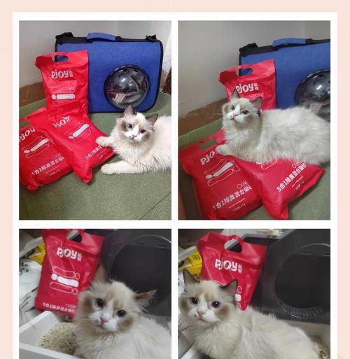 豆腐猫砂的更换频率及注意事项（解析豆腐猫砂的更换周期，让你的猫咪生活更健康）