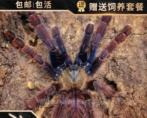 宠物蜘蛛的多样品种及饲养注意事项（了解宠物蜘蛛世界，让它们成为你的异宠伙伴）
