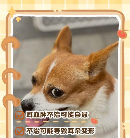 以狗裁耳多久能好（狗裁耳术后康复时间及注意事项）