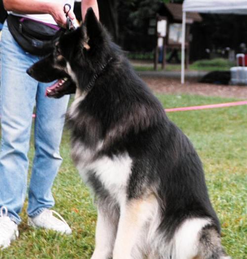 最受欢迎的牧羊犬品种（了解哪些品种的牧羊犬受到广泛喜爱）