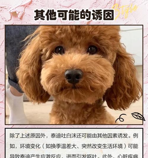 泰迪狗怀孕期间的呕吐现象详解（泰迪狗的怀孕周期、呕吐原因及如何缓解）