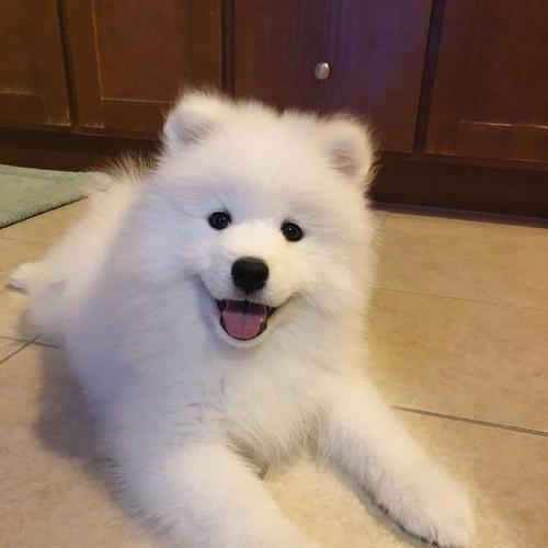 萨摩耶犬尴尬期（萨摩耶犬尴尬期的特征及解决方法）