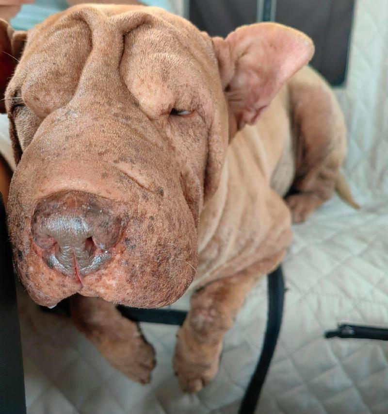如何选择适合家庭的便宜短毛大型犬？（探索最佳性价比的大型犬品种）