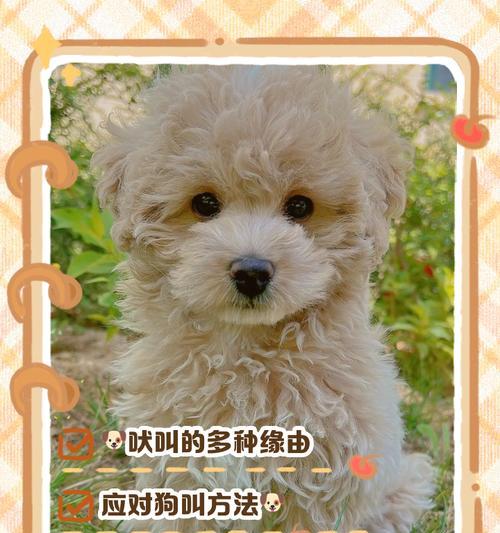 狗狗为何莫名其妙地大叫？（探究狗狗大声叫唤的可能原因）