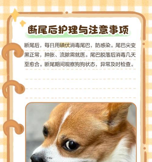 揭露幼犬断尾真相——没有好处的残忍行为（拒绝幼犬断尾，让它们拥有完整的生活）