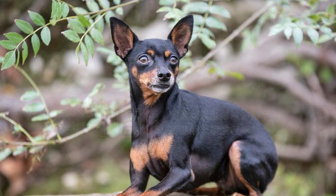 微型猎犬（了解微型猎犬的特点、品种和饲养要点）
