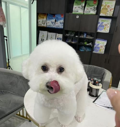 小狗洗澡的最佳时间和频率（给小狗洗澡的注意事项和正确方法）