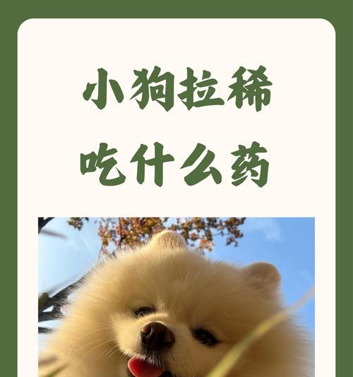 狗狗拉肚子的药有哪些？（了解常见的治疗狗狗拉肚子药物，保护宠物健康！）