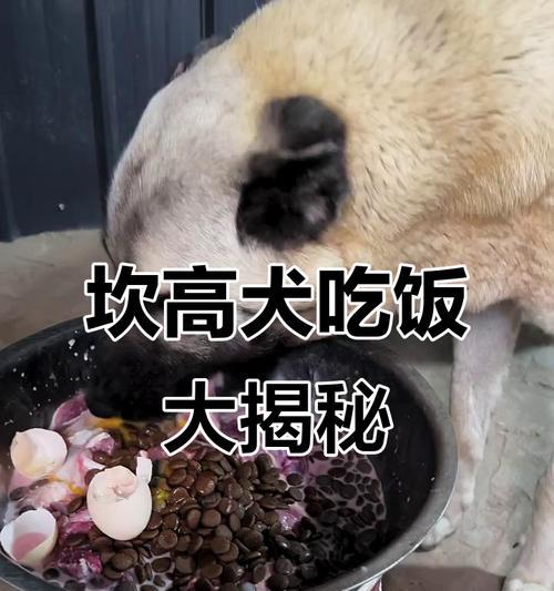 如何正确喂食幼犬狗粮（每天喂食50粒狗粮是否合适？）
