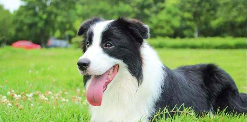 颜值与智商双在线的牧羊犬（揭秘牧羊犬中的"双料高手"，探索颜值智商兼备的神奇品种）