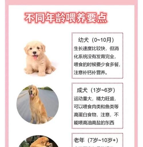 幼犬金毛的健康成长之道（科学喂养，呵护可爱小金毛）
