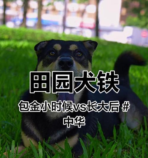 如何科学养护土狗（与其他犬种相似的土狗饲养方法）