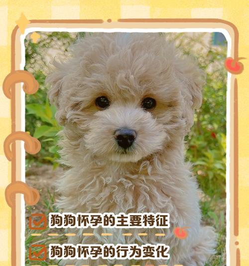 从狗的行为特征来判断怀孕的时间（狗怀孕多久可以通过行为特征来判断？）