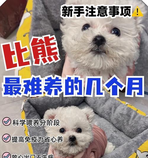 比熊犬的饲养技巧大揭秘！（了解如何以最佳方式养护你的比熊宝宝）