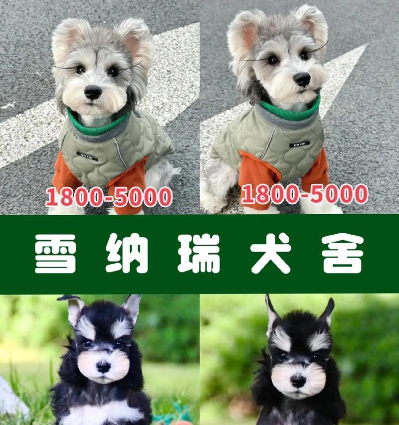 雪纳瑞幼犬感冒康复时间有多久？（揭秘雪纳瑞幼犬感冒的恢复期以及关键因素）