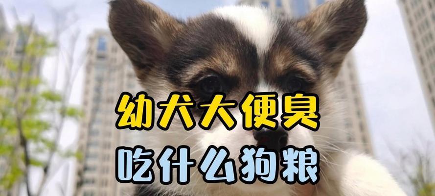 幼犬进食后的排便时间（了解幼犬排便时间的重要性及养护建议）