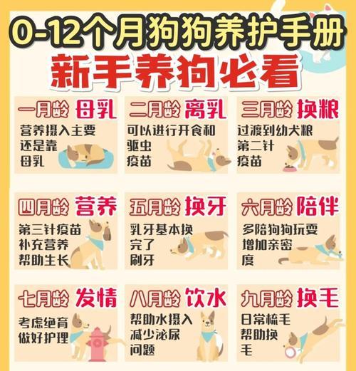 4-5月幼犬的喂养和管理指南（关注健康成长的必备知识）