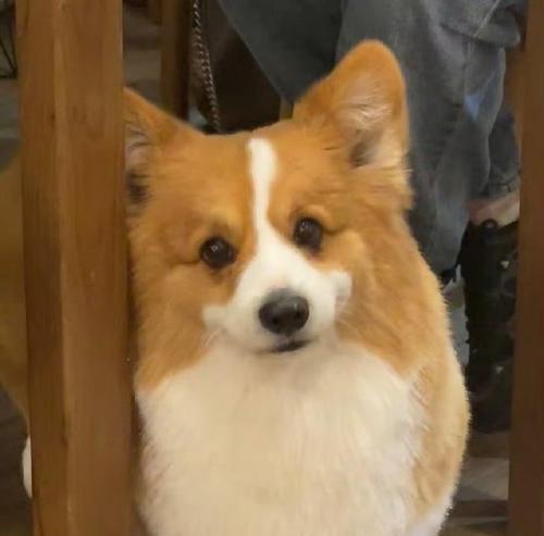狗狗为什么会故意躲避你？（探究狗狗躲避行为的原因与解决办法）