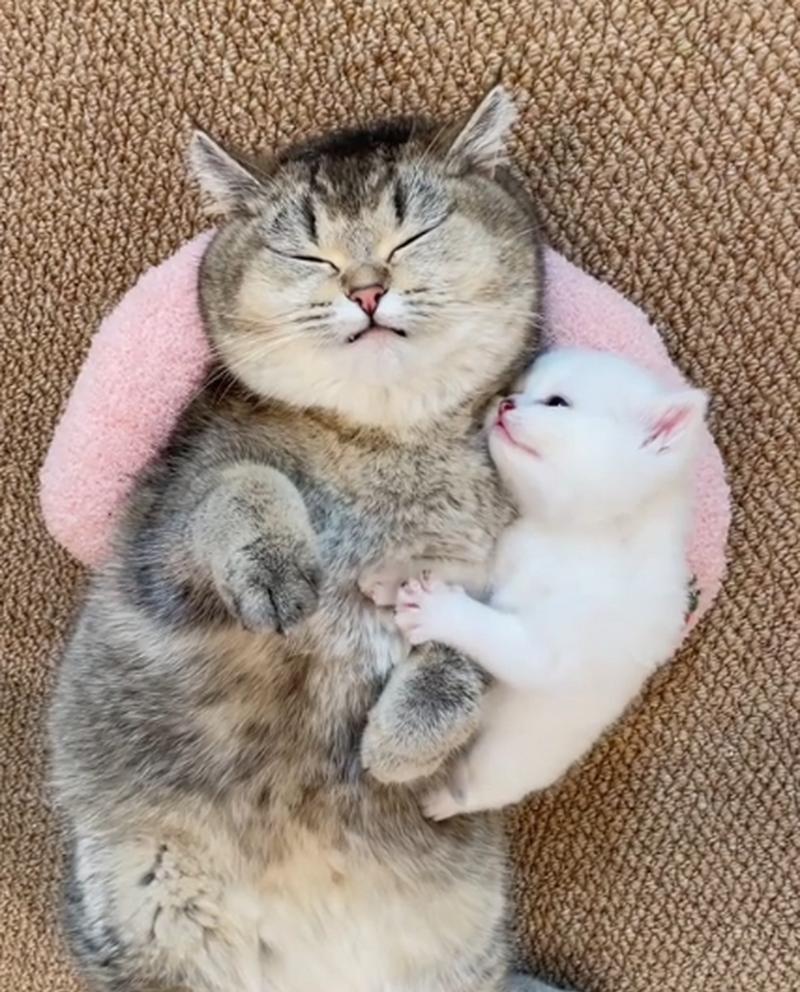 大猫为什么会不喜欢小猫？（大猫不喜欢小猫的表现及原因分析）
