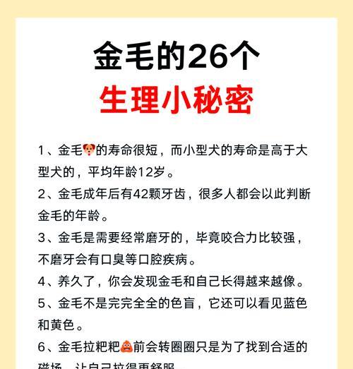 金毛犬的成年期是多久？（探讨金毛犬成长的时间和特点）