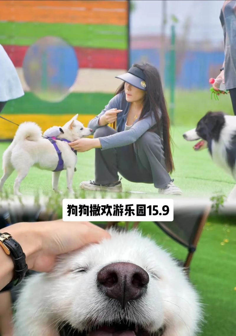 生完孩子后多久能买狗狗？（宝宝与狗狗的相处之道）