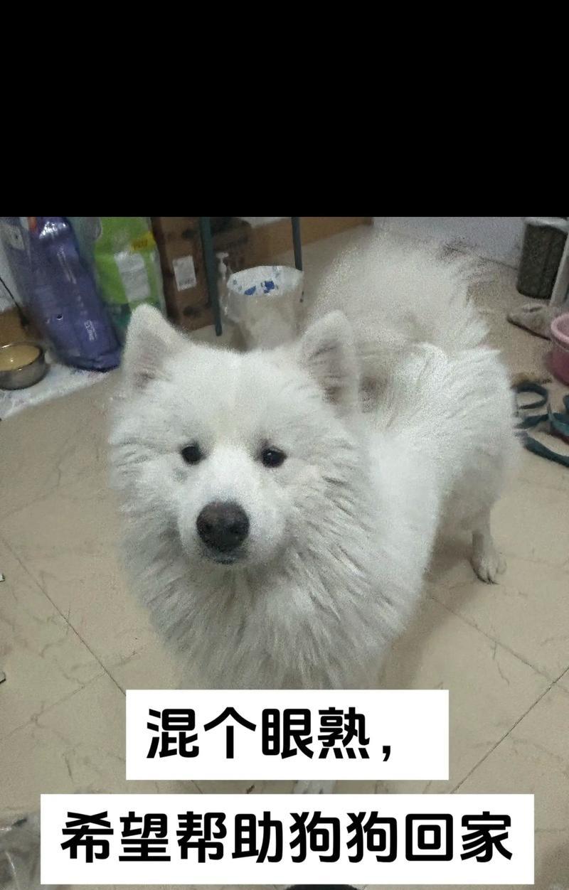 狗狗跑丢后多久能回来？探究寻找丢失狗狗的关键（迷失的狗狗）