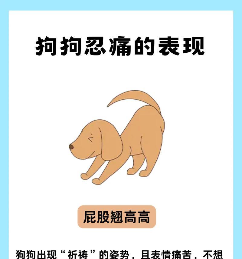 揭秘狗生病的主要表现（了解你的宠物，识别疾病早期信号）