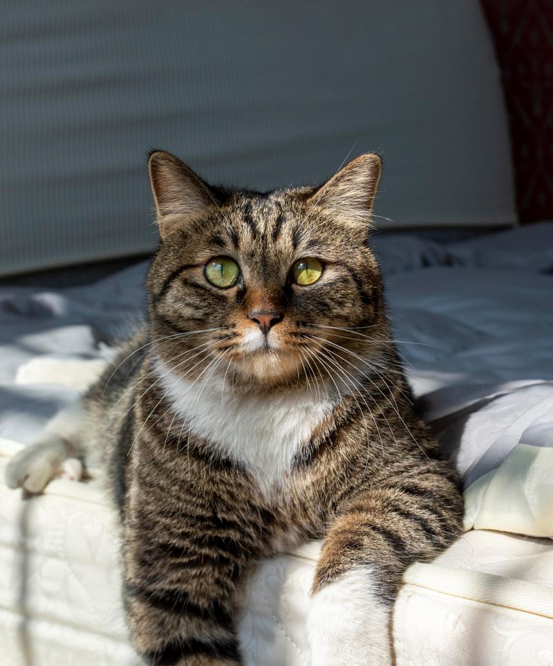 美丽的猫——天然的艺术品（探索猫的美丽之处，领略天然的艺术魅力）