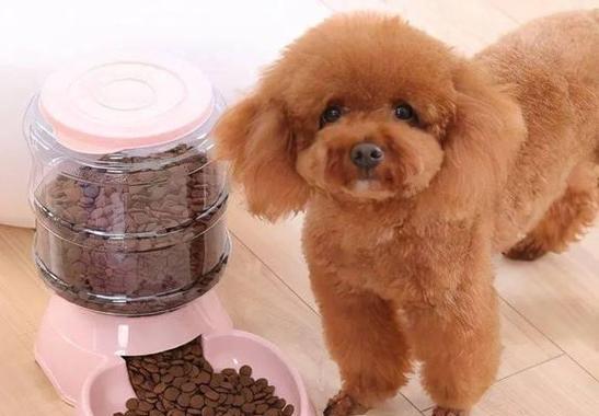 科学喂养泰迪幼犬的重要性（根据体质判断合理饮食，）