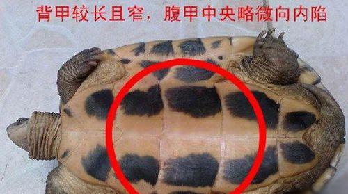如何准确区分乌龟的雌雄公母？（掌握乌龟性别鉴别技巧，轻松辨别乌龟公母）